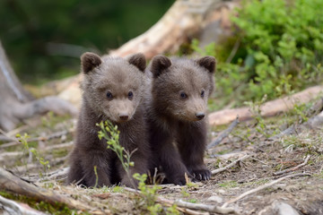 Brown bear cub © byrdyak