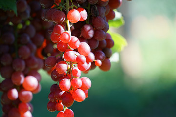 Close up on red grapes and leaves in the farm