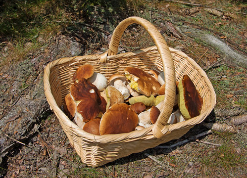 Steinpilze, Boletus, Pilzkorb, Mushrooms