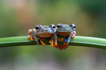 Tree frog, flying frog