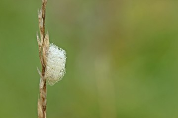 Kokon mit Regentropfen an Grashalm
