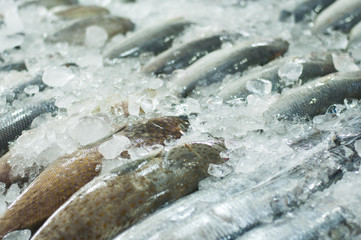 Fresh fishes on ice at the fish seafood market
