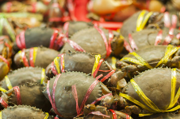 Fresh serrated mud crabs in fish seafood market