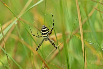 Wespenspinne (Argiope bruennichi) im Regen