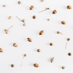 Acorns pattern on white background. Flat lay autumn fall minimal concept.