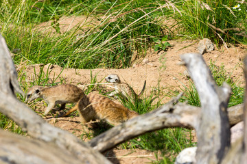 A family of meerkats got out of the hole early in the morning