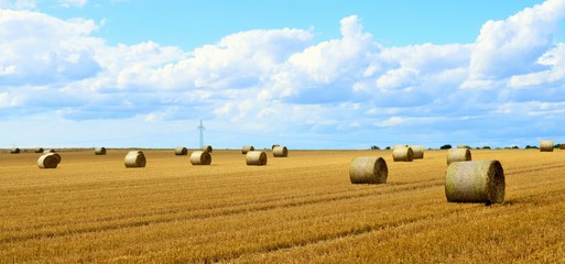 Hintergrund, Ernte, Stoppelfeld