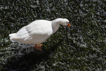 swan