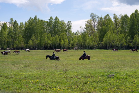 Два пастуха, верхом на конях, пасут стадо коров на фоне леса