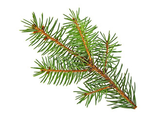 Branch of pine tree isolated on a white background