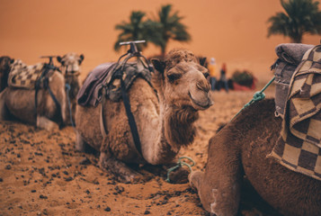 Camelcade at desert lands. Marruecos.