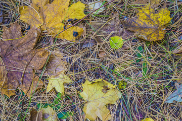 autumn in forest background