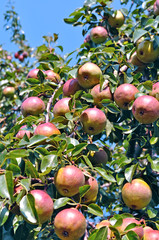 ripe pears on a tree in the orchard, vertical composition
