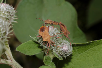 Lederwanzen auf einer Klettenblüte, Coreus marginatus