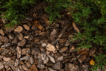 Wooden splinters closeup. Decorative wood chips texture. Natural material pattern of yellow wooden pieces of tree bark. Full filled frame picture. View from above. Sunny day with shadows.