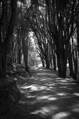 Path in a green forest in a natural park