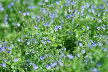 Поляна с голубыми цветами вероники дубравной.