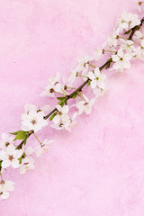 White apricot spring flowers on the grunge pink background with copyspace. Seasonal and greeting concept.