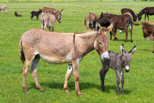 Heard of donkeys on the meadow calf and mother