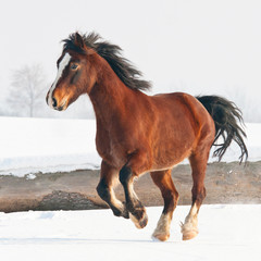 Nice welsh pony runing through snowy meadow