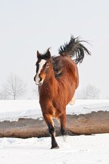 Nice welsh pony jumping through snowy meadow