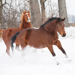 Two horses running in winter landscape