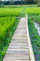 Bamboo walk in green rice field background.