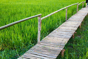 Bamboo walk in green rice field background.