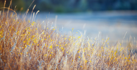 natural grass in the early morning against the background of the rising sun