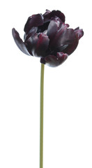 Black Parrot tulip flower isolated on white background