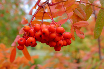 Red branch of mountain ash in autumn