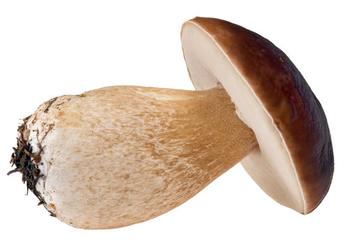 jeune c&egrave;pe