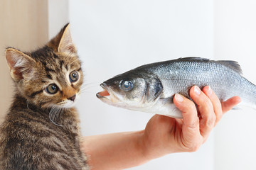 Female hand offers a little kitten a sea bass fish