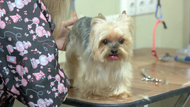 Yorkshire terrier getting haircut. Female dog groomer with scissors.