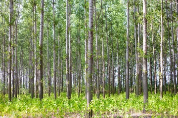 Schilderijen op glas Thick forest with lots of thin poplar trees © andras_csontos