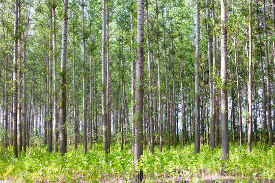 Fototapeta Thick forest with lots of thin poplar trees