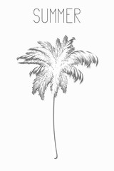 Palm tree with shadow