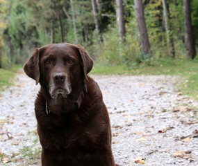 Das Leben eines Labradors besteht zu 90% aus Warten...........