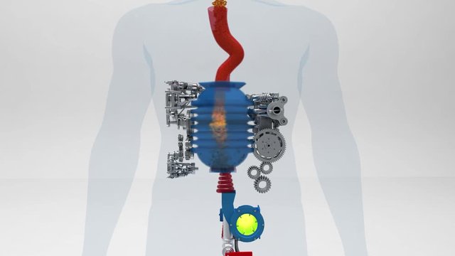 Rappresentazione schematica di un processo digestivo, corpo umano, anatomia interna della digestione, stomaco, percorso intestino, rendering 3d, illustrazione 3d