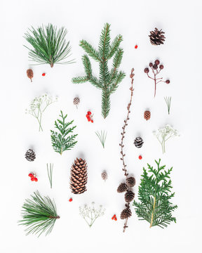 Christmas composition. Pattern made of different winter plants on white background. Christmas, winter, new year concept. Flat lay, top view
