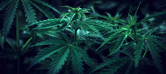  marijuana  background. bush cannabis.