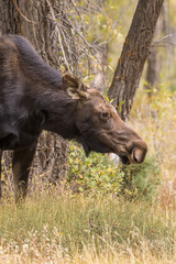 Cow Shiras Moose in Fall