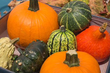 Pumpkins in the old suitcases / Autumn and Halloween concept