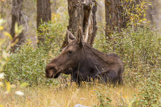 Cow Shiras Moose in Fall