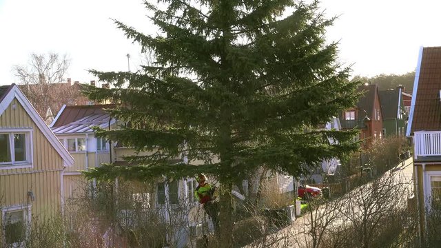 Sawing down an old fir in the garden.
A man with chainsaw is climbing up and sawing off branch after branch. Timelapse