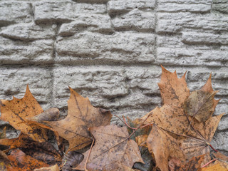 Autumn leaves on grey marble with scratches and spots. Abstract background.
