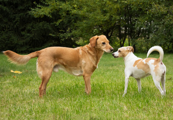 Two mixed-breed dogs standing in the garden, facing each other, viewed from a side