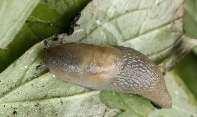 Land slug. Selective focus.