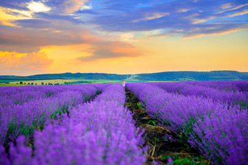 Fototapeta na wymiar little girl running around and playing in lavender field at sunset