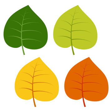 Set of green, yellow and red leaves isolated on white background. Vector illustration of autumn leaves. 
